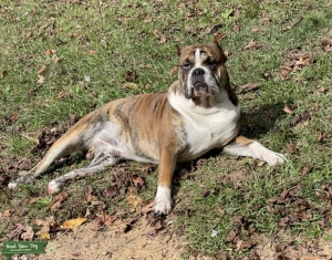 American Bully XL Listing Image