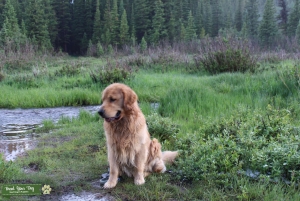 Golden Retriever stud Listing Image