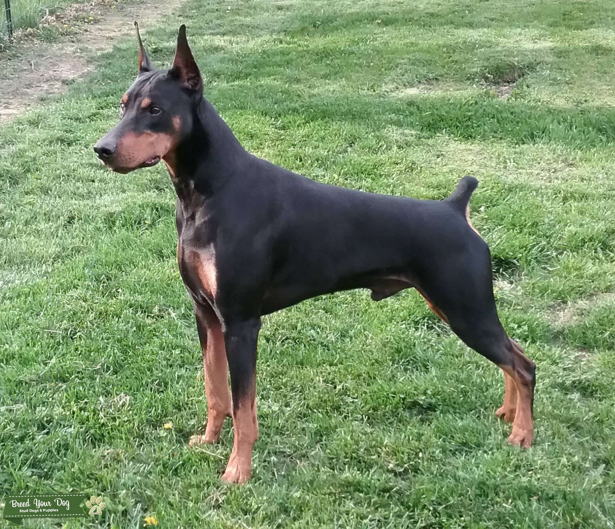 AKC Doberman For Stud Stud Dog in Ohio, United States Breed Your Dog