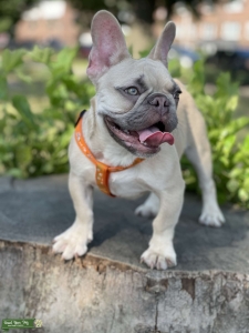 Fawn French Bulldog Listing Image