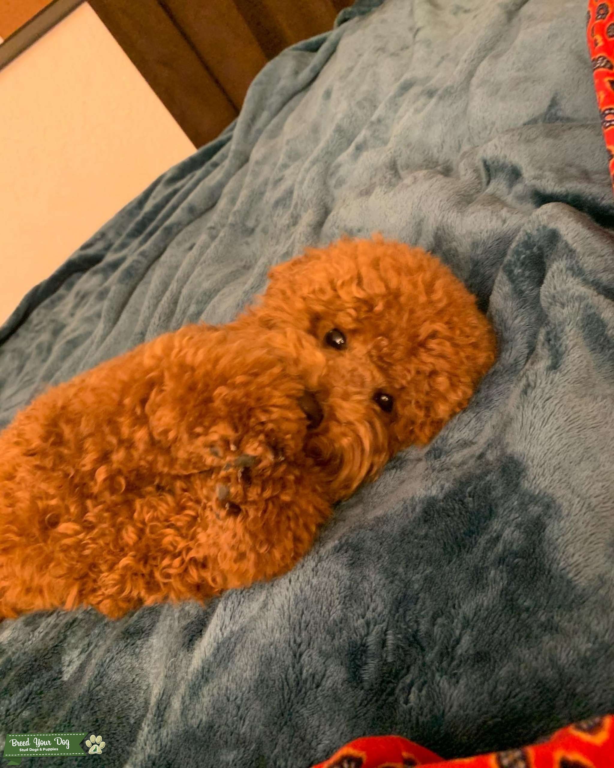 Red toy poodle Stud Dog in Fontana, California , the United States