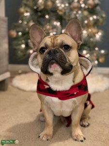 Fawn male French bulldog Listing Image
