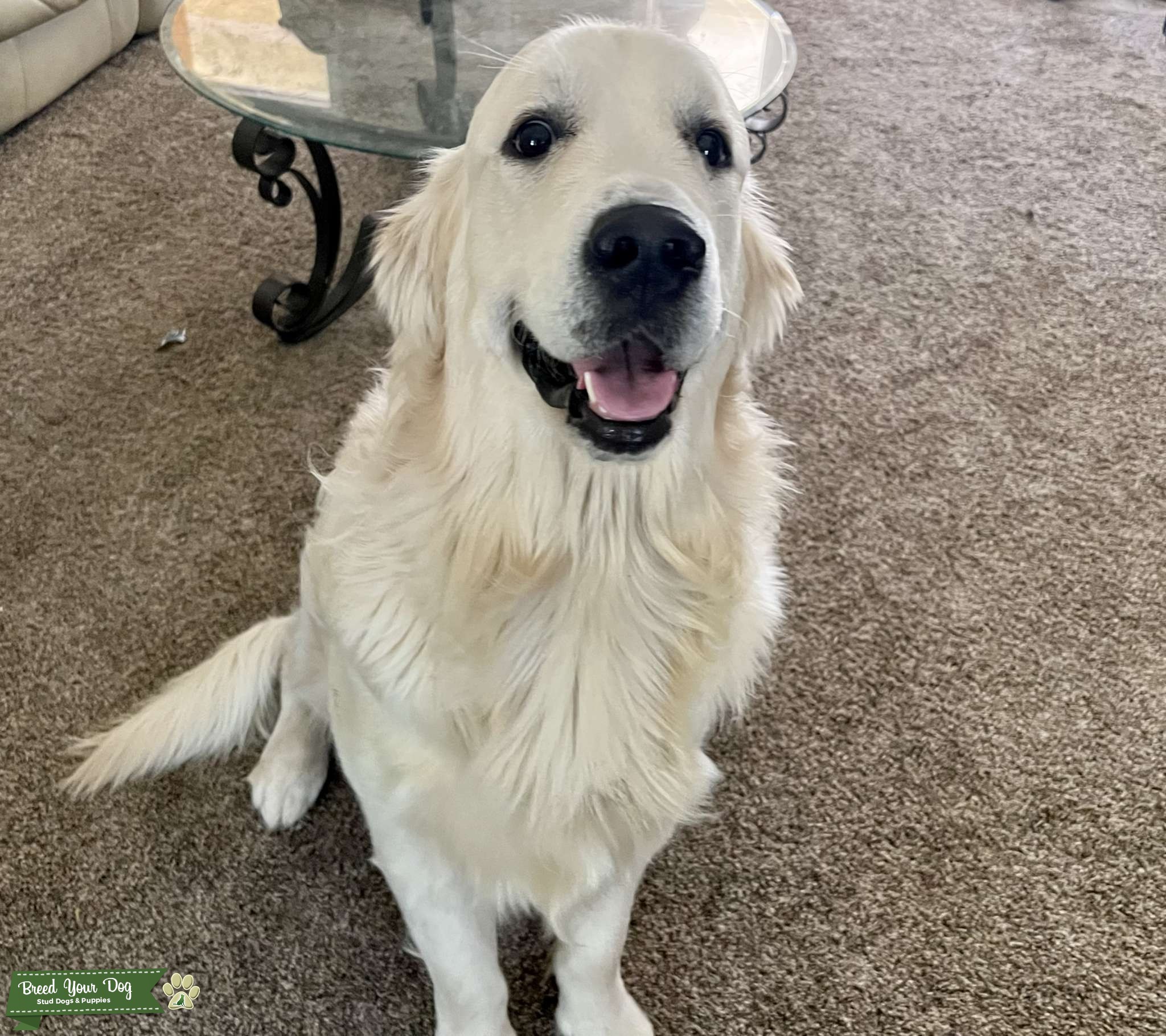 English Cream Golden Retriever ready to Breed Stud Dog California