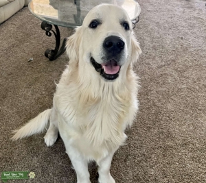 English Cream Golden Retriever ready to Breed Listing Image