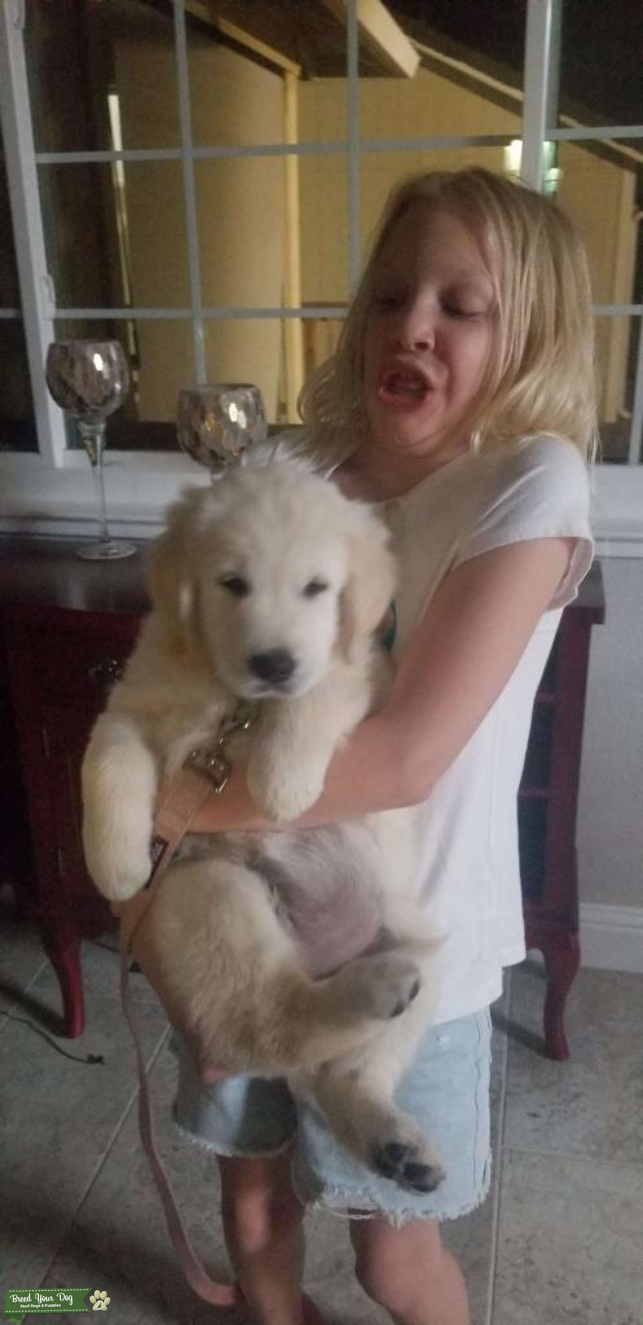 English Cream Golden Retriever ready to Breed Stud Dog California