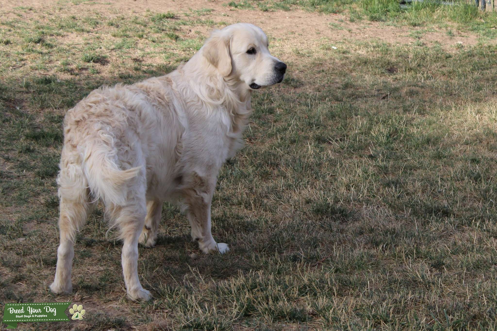 English Cream Golden Retriever ready to Breed Stud Dog California