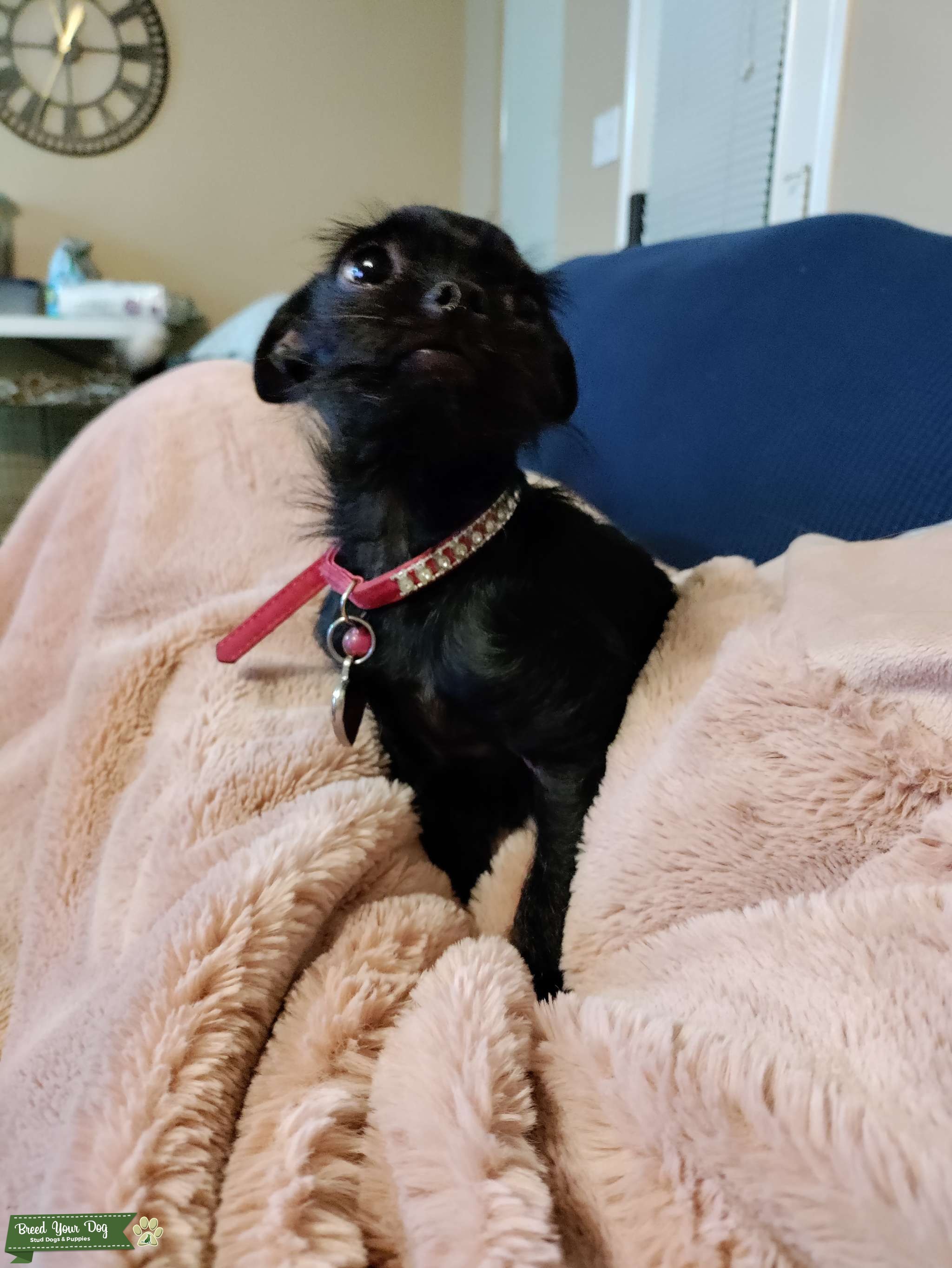 Teacup Female Chorkie Stud Dog in Texas, Malaysia Breed Your Dog