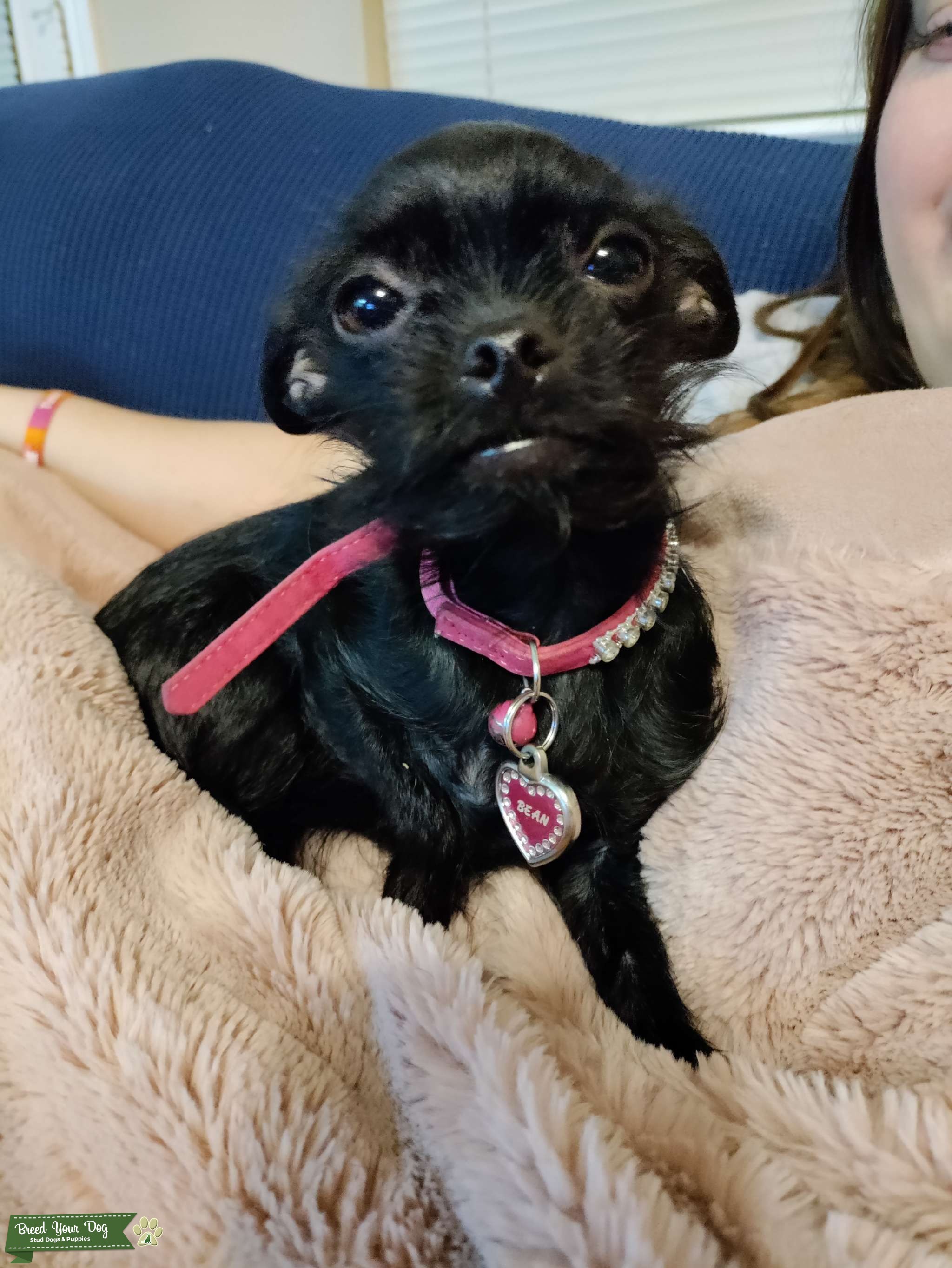 Teacup Female Chorkie Stud Dog in Texas, Malaysia Breed Your Dog