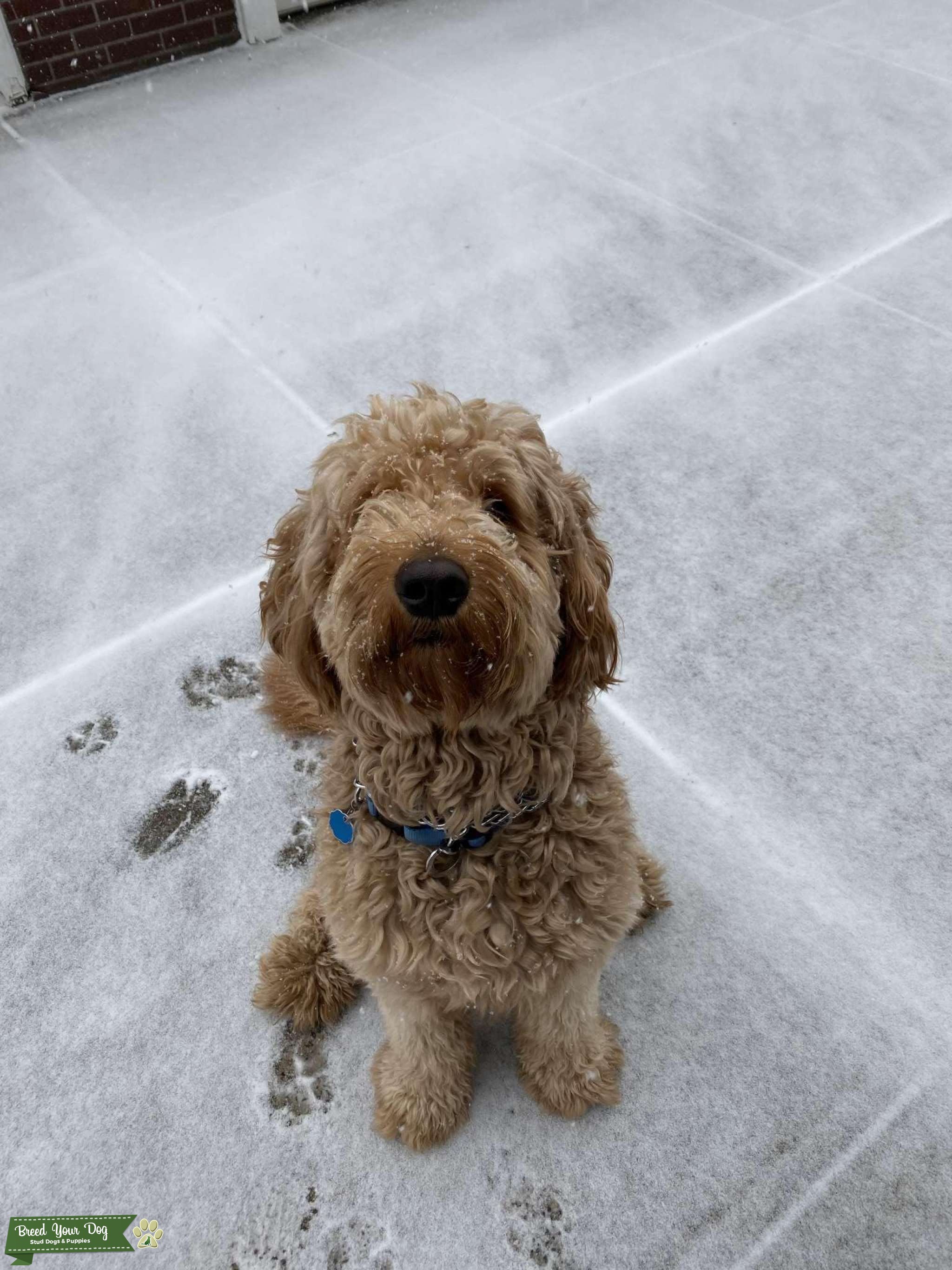 Goldendoodle Male Stud Dog in Brooklyn , the United States Breed