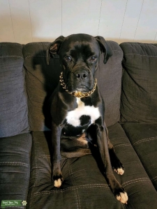 Reverse sealed AKC boxer looking for stud Listing Image
