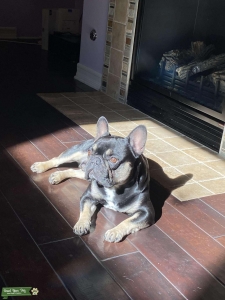 STUD: Los Angeles -Black tan white tri French bulldog  Listing Image