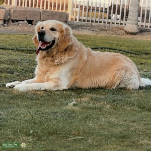 Stud | Male English Cream Golden Retriever Listing Image