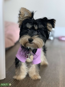 Looking a Boyfriend we need puppies Listing Image