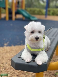 Snowy white maltese Listing Image