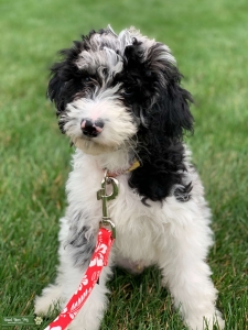 Blue Merle Parti Mini Goldendoodle Listing Image