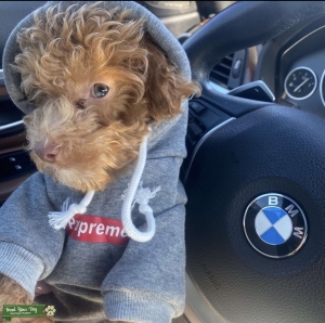 Mini poodle for stud in Las Vegas  Listing Image