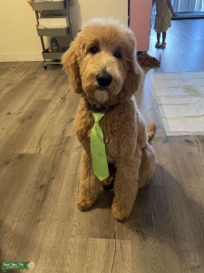 GoldenDoodle STUD Listing Image