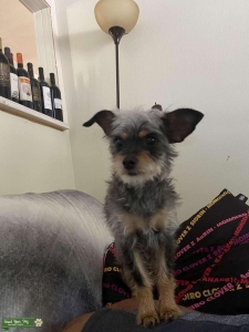 Female Yorkie/Dachshund mix looking for partner  Listing Image