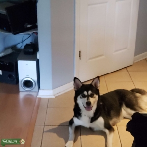 black, white and gray husky Listing Image