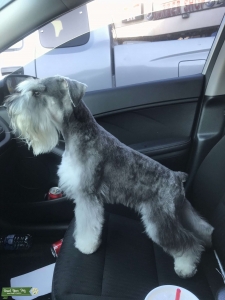 Miniature Schnauzer Stud Listing Image