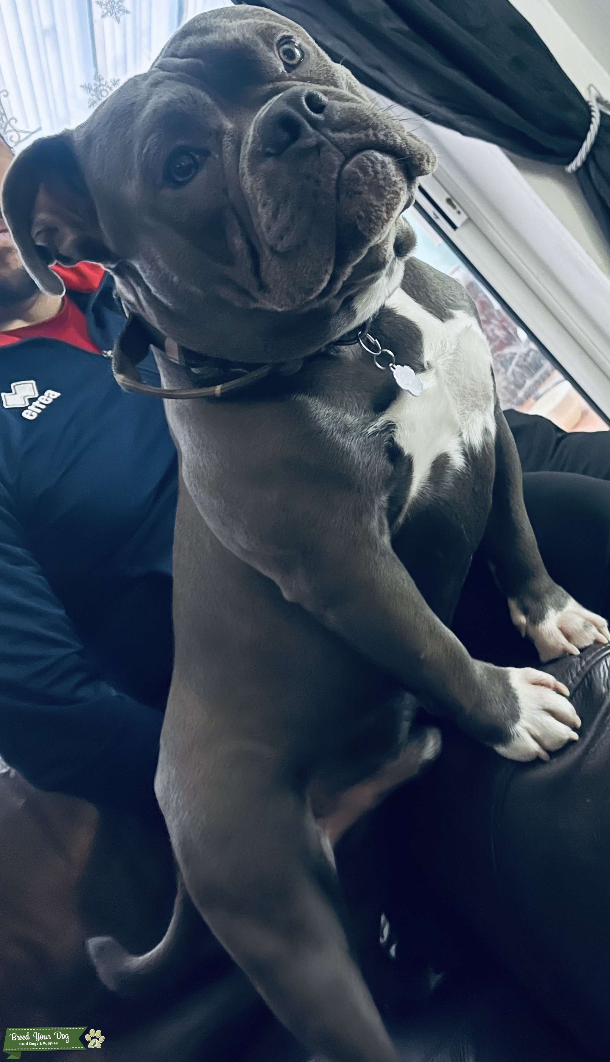 American pocket bully Stud Dog in England , the United States Breed