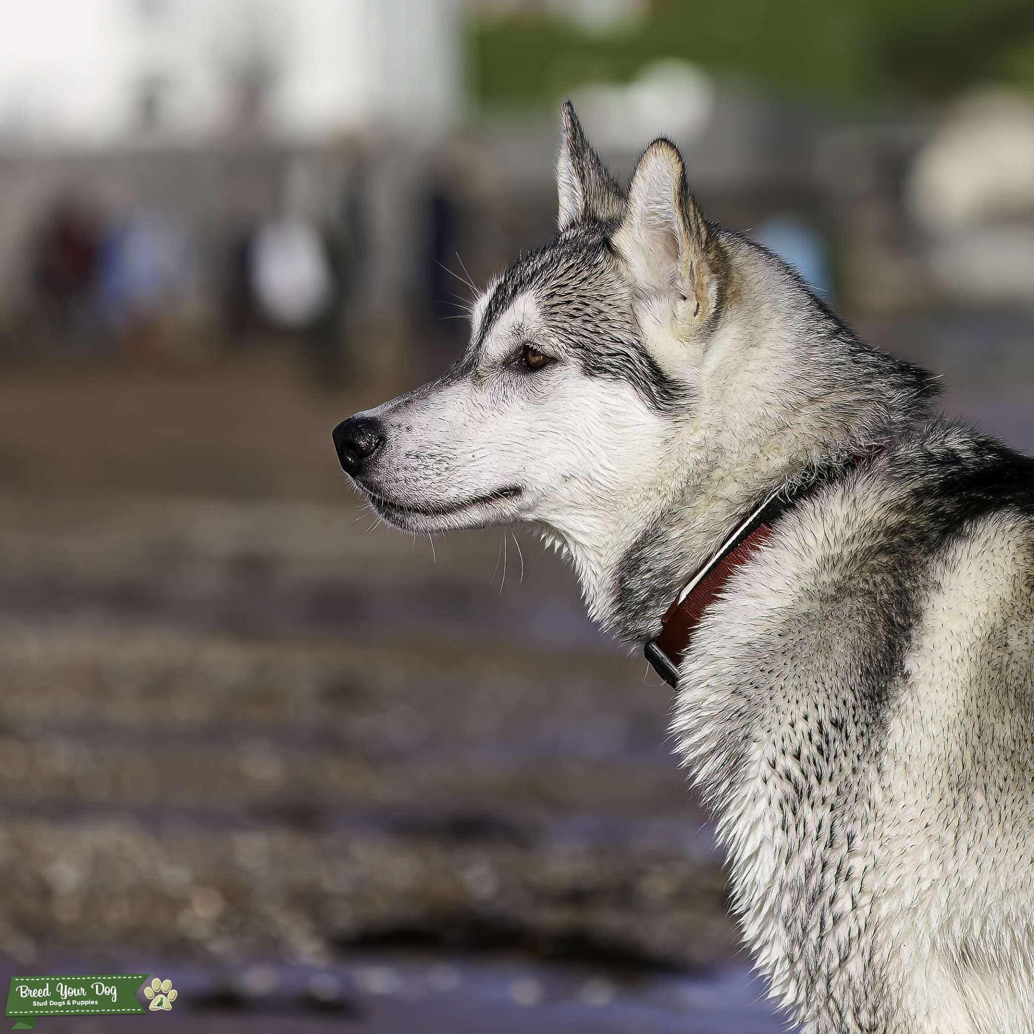 Pure Siberian Husky for STUD Stud Dog in Devon, the United States