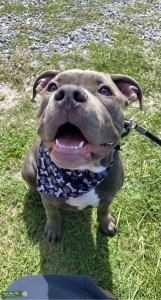 Grey XL Bully Listing Image