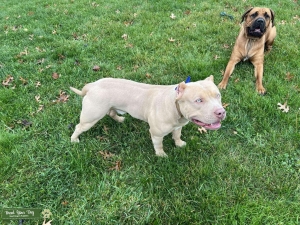 Pocket bully Listing Image