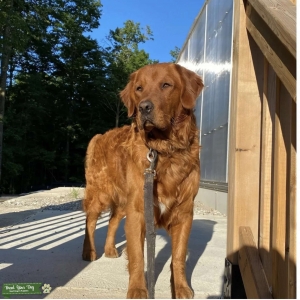 Red Retriever Listing Image
