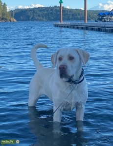 (Light) Yellow English Labrador Listing Image