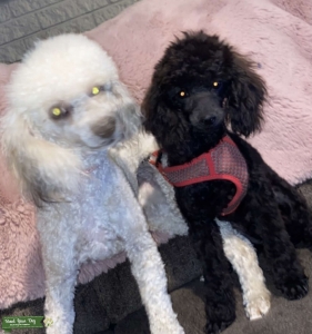 MINI / TOY POODLE STUD Listing Image