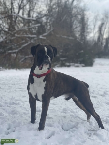 Serbian Brindle Boxer- Champion European Bloodline Listing Image