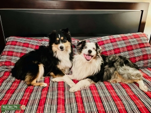 Adorable Mini Tri Aussie Listing Image