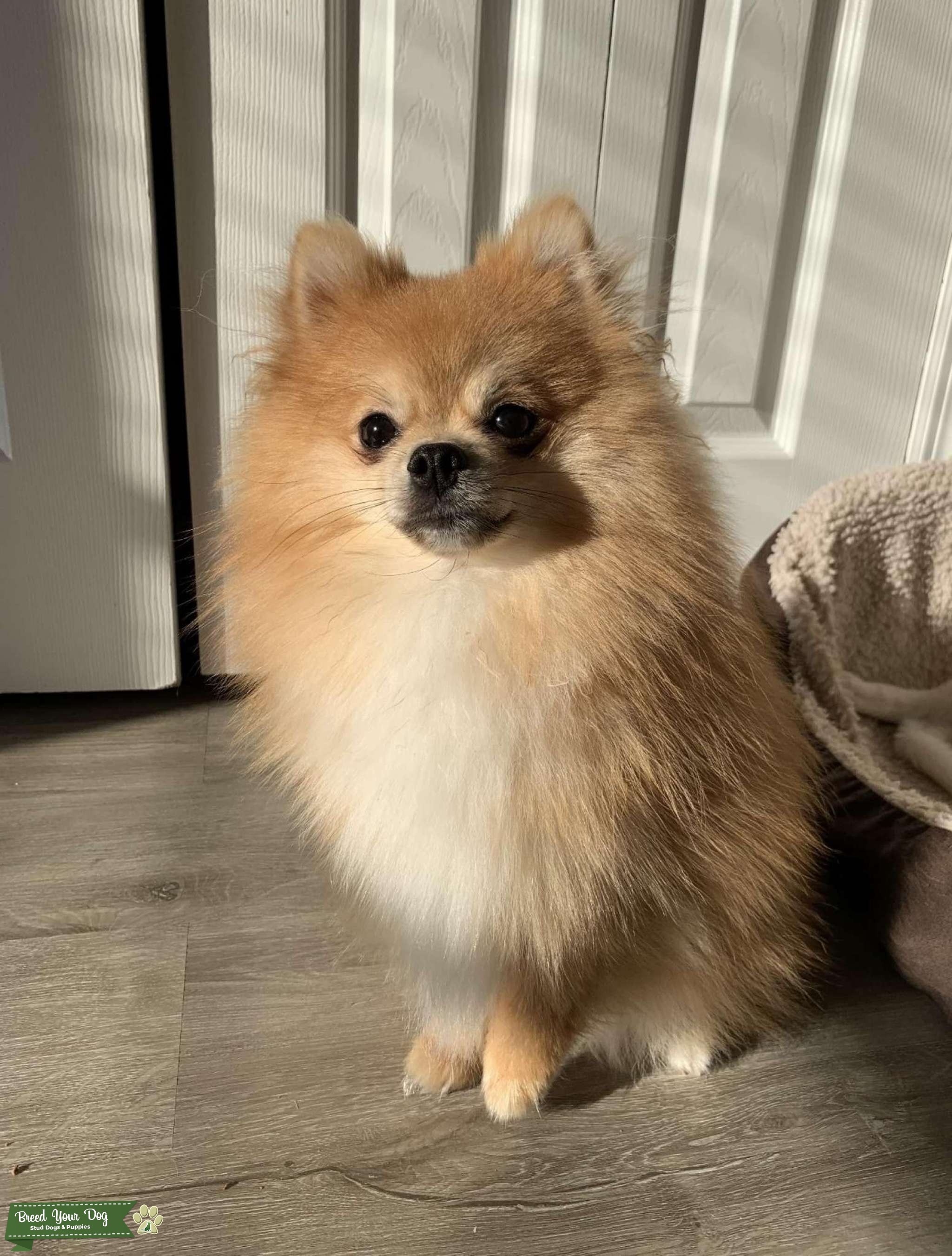 AKC Pomeranian stud Stud Dog in Florida, the United States Breed