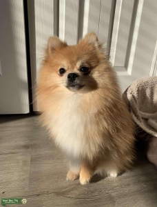 AKC Pomeranian stud  Listing Image