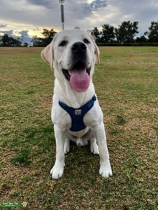 White English Labrador Retriever Listing Image