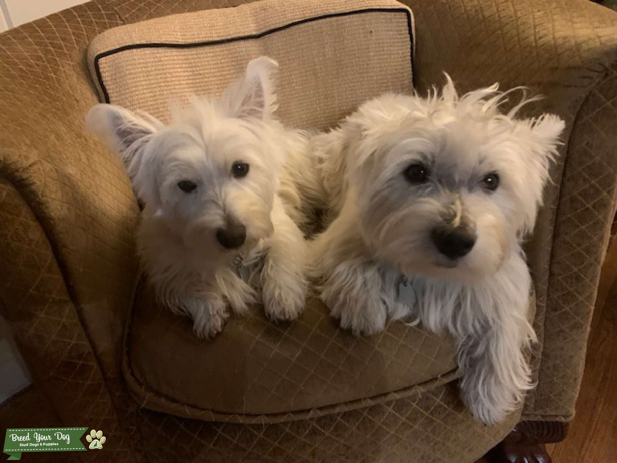 west highland terrier Stud Dog Mid south Breed Your Dog