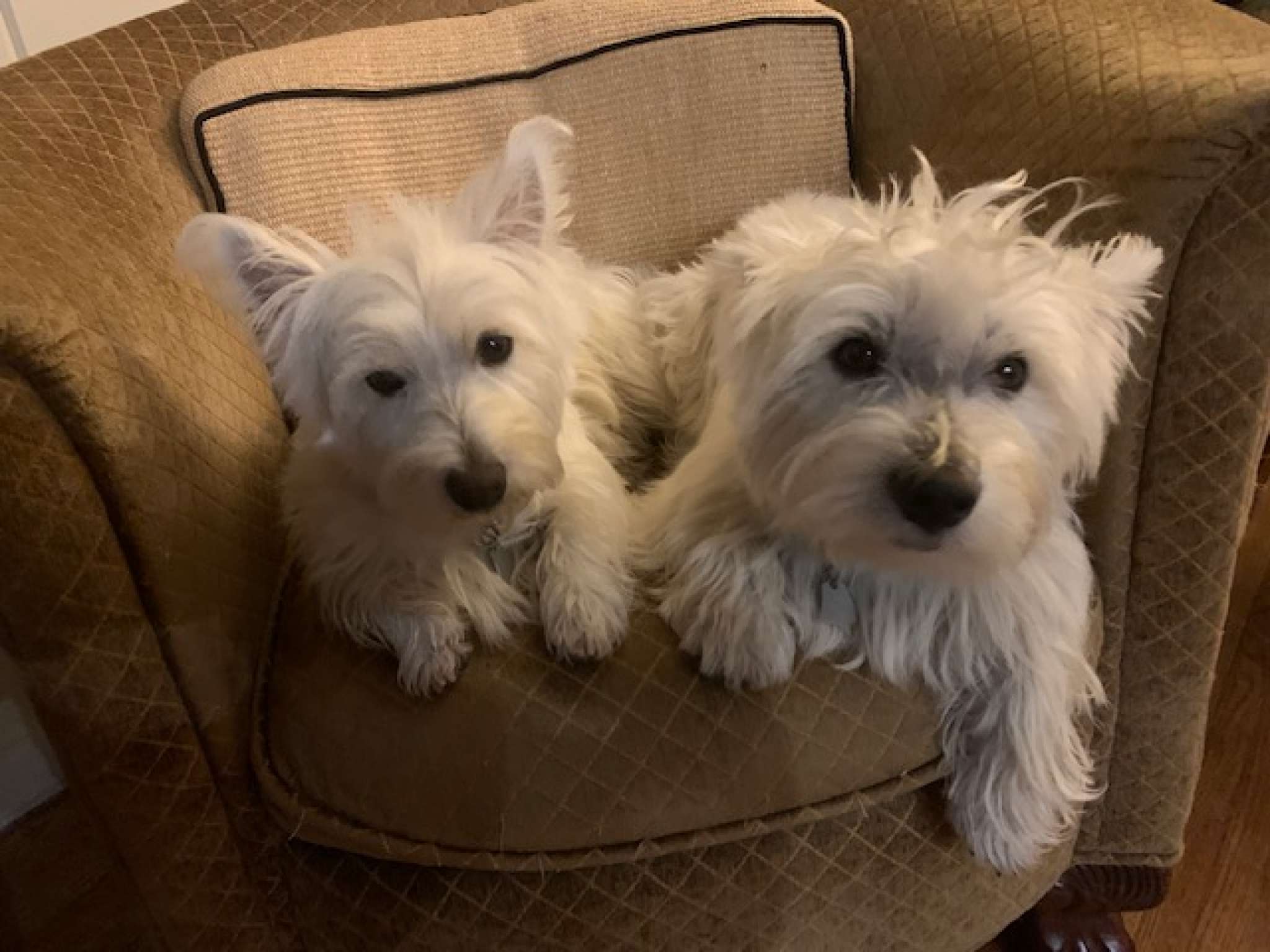 west highland terrier Stud Dog in Mid south, the United States Breed Your Dog