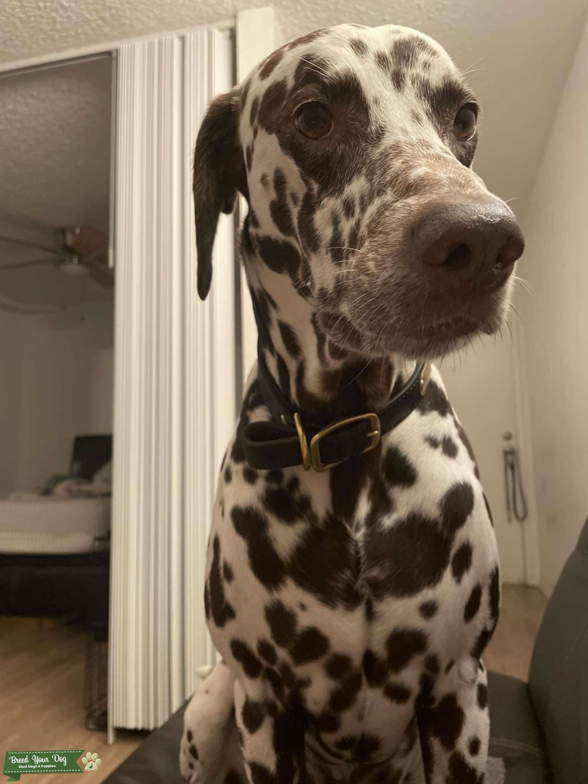 Stud dog for breeding Stud Dog in Los Angeles , Guernsey Breed Your Dog