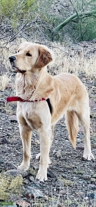 Golden Retriever Listing Image