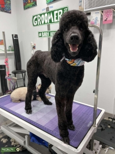 Beautiful standard poodle male Listing Image