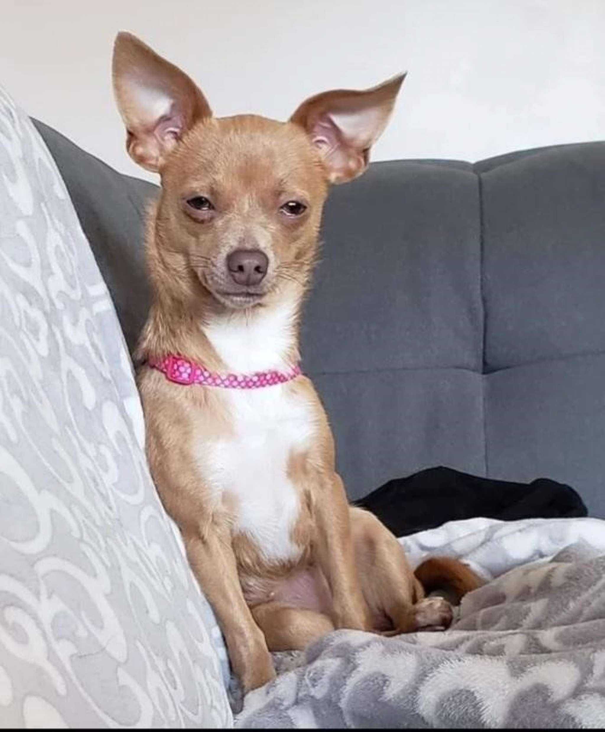 Chihuahua/Papillon Looking for a Stud Stud Dog in Saskatchewan, the