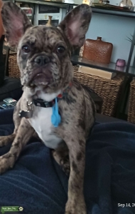 Beautiful Frenchie  Listing Image