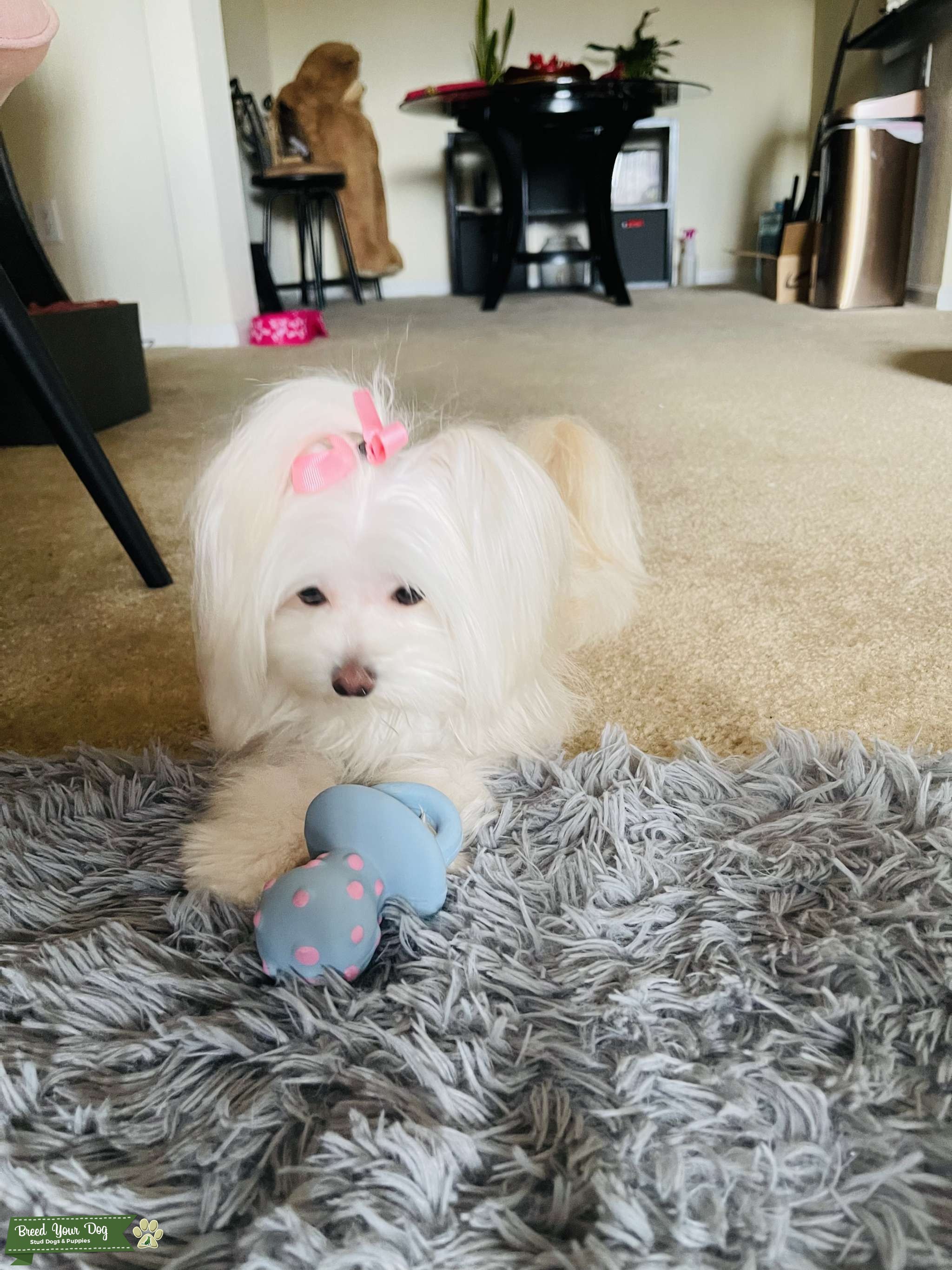 Toy Maltese Stud Dog in Nashville, TN, the United States Breed Your Dog