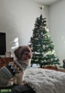 Brown and White Shih Tzu Listing Image