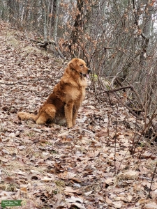 Golden Retriever Listing Image