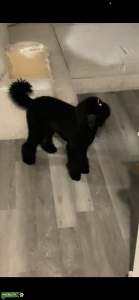 Standard Female Poodle Listing Image