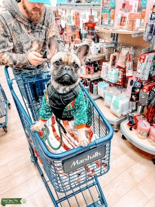 Fawn French Bulldog  Listing Image