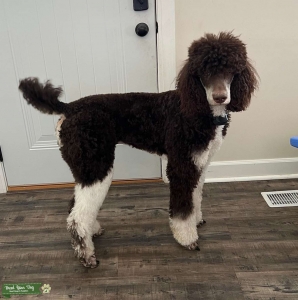 Poodle Stud  Listing Image