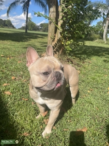 French Bulldog STUD $700 Listing Image